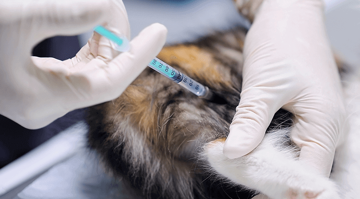 Pet Vaccinations Burnsville