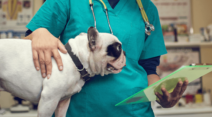 Dog With Veterinarian